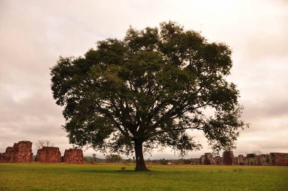 Árvore frondosa em meio às incríveis ruínas da Missão de Trinidad, no sul do Paraguai